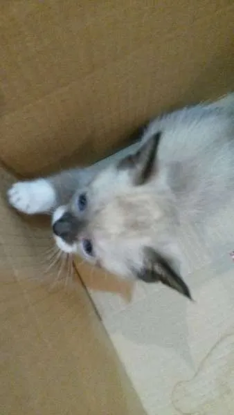 Gato ra a não tem  idade Abaixo de 2 meses nome não tem