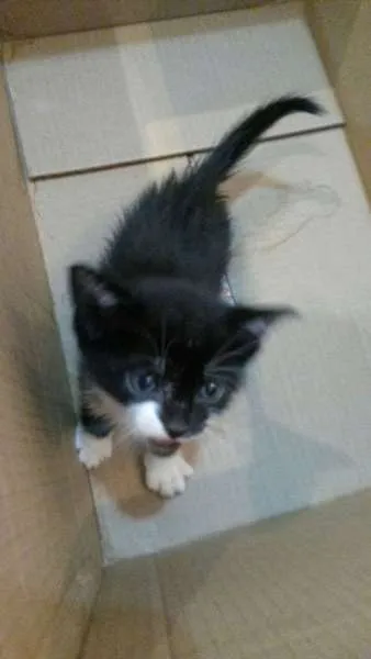 Gato ra a não tem  idade Abaixo de 2 meses nome não tem