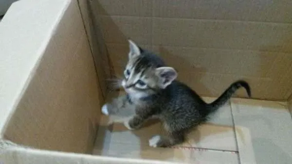 Gato ra a não tem  idade Abaixo de 2 meses nome não tem