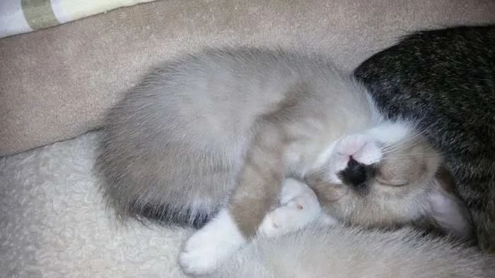 Gato ra a não tem  idade Abaixo de 2 meses nome não tem
