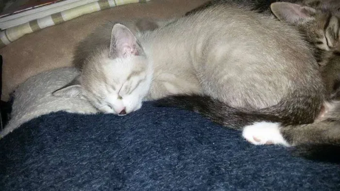 Gato ra a não tem  idade Abaixo de 2 meses nome não tem