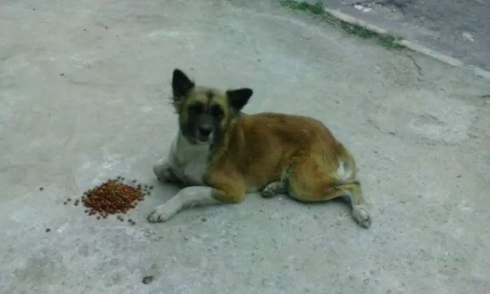 Cachorro ra a SRD idade 5 anos nome BELINHA JD. ANGELA