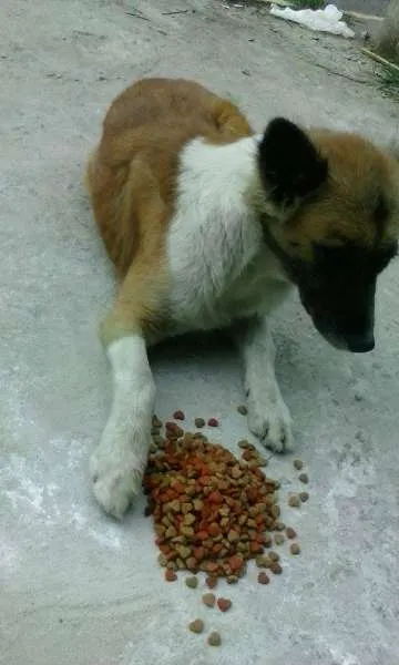 Cachorro ra a SRD idade 5 anos nome BELINHA JD. ANGELA