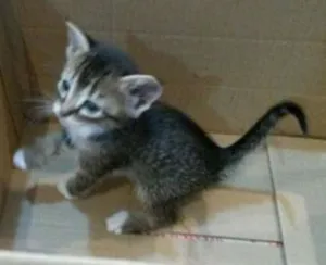 Gato raça não tem  idade Abaixo de 2 meses nome não tem