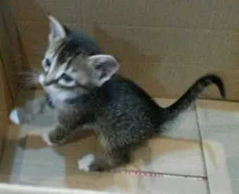 Gato ra a não tem  idade Abaixo de 2 meses nome não tem