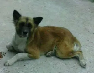 Cachorro raça SRD idade 5 anos nome BELINHA JD. ANGELA