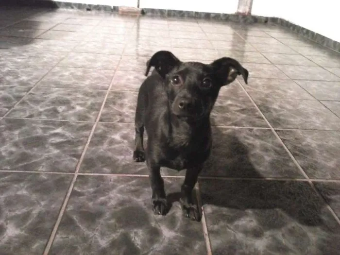 Cachorro ra a Vira-Lata idade 7 a 11 meses nome Isnaider