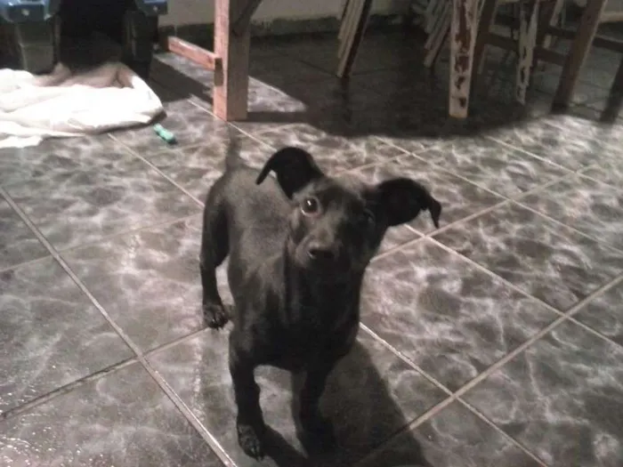 Cachorro ra a Vira-Lata idade 7 a 11 meses nome Isnaider