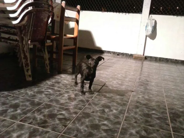 Cachorro ra a Vira-Lata idade 7 a 11 meses nome Isnaider