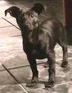 Cachorro ra a Vira-Lata idade 7 a 11 meses nome Isnaider