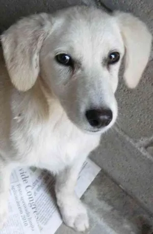 Cachorro raça SRD idade 2 a 6 meses nome Belinha