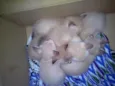 Filhotes