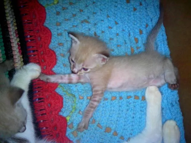 Gato ra a Siamês idade Abaixo de 2 meses nome Filhotes