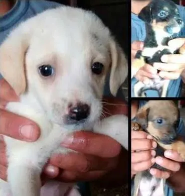 Cachorro ra a  idade Abaixo de 2 meses nome Não Tem