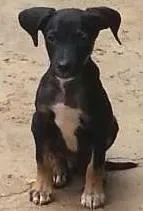 Cachorro ra a SRD idade 2 a 6 meses nome costelinha