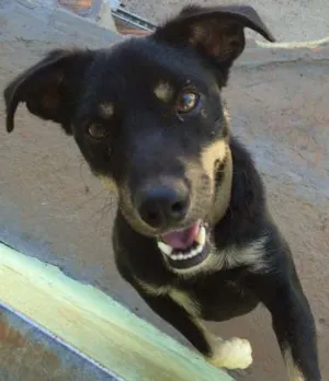 Cachorro raça viralata idade 3 anos nome pretinho