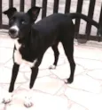 Pirralho
