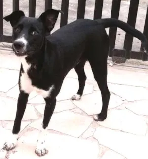 Cachorro raça RND idade 2 a 6 meses nome Pirralho