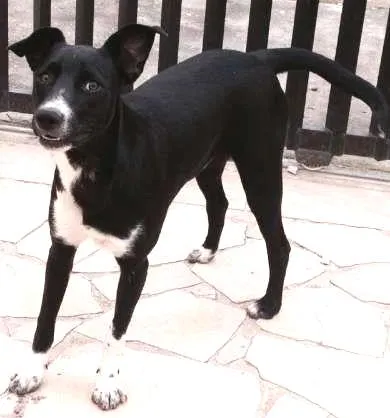 Cachorro ra a RND idade 2 a 6 meses nome Pirralho