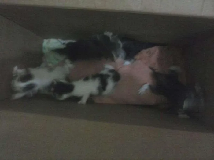 Gato raça  idade 2 a 6 meses nome Não tem nomes ainda