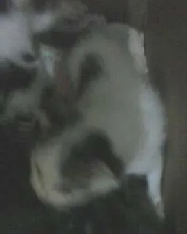 Gato raça  idade 2 a 6 meses nome Não tem nomes ainda