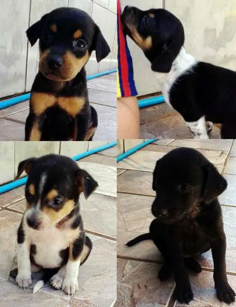 Cachorro ra a SRD idade  nome Lindos Filhotes