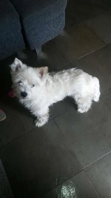 Cachorro ra a Shnauzer idade 3 anos nome billy