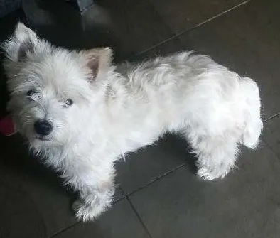 Cachorro ra a Shnauzer idade 3 anos nome billy