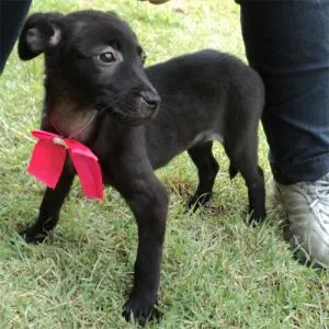 Cachorro raça SRD idade 2 a 6 meses nome Peppa