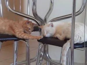 Gato raça  idade 1 ano nome mingau