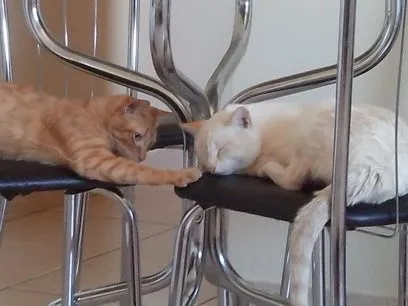 Gato ra a  idade 1 ano nome mingau