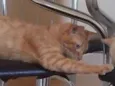 NEMO