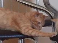 Gato ra a  idade 7 a 11 meses nome NEMO
