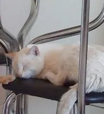 Gato ra a  idade 7 a 11 meses nome NEMO