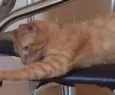 NEMO