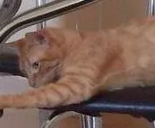 Gato ra a  idade 7 a 11 meses nome NEMO