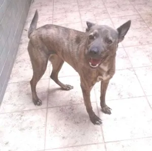 Cachorro raça srd idade 2 anos nome Palkia