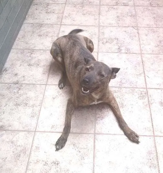 Cachorro ra a srd idade 2 anos nome Palkia