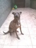 Palkia
