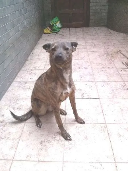 Cachorro ra a srd idade 2 anos nome Palkia