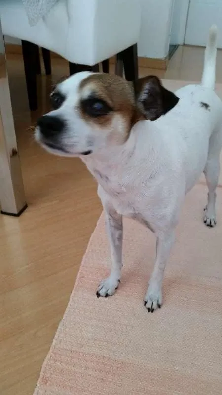 Cachorro ra a fox paulistinha idade 2 anos nome teo