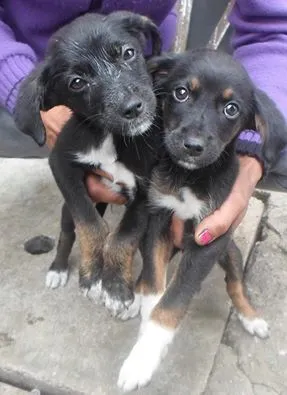 Cachorro ra a SRD idade 2 a 6 meses nome Pretinhas