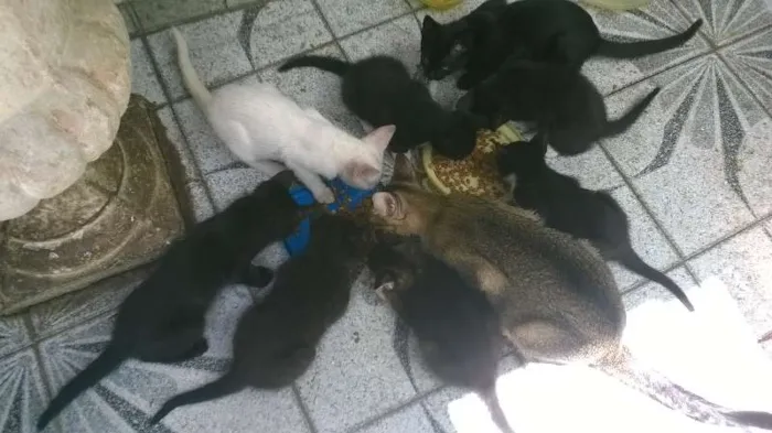 Gato ra a Vira Latas idade Abaixo de 2 meses nome Filhotes