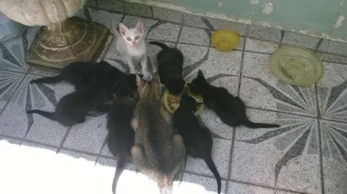 Gato ra a Vira Latas idade Abaixo de 2 meses nome Filhotes