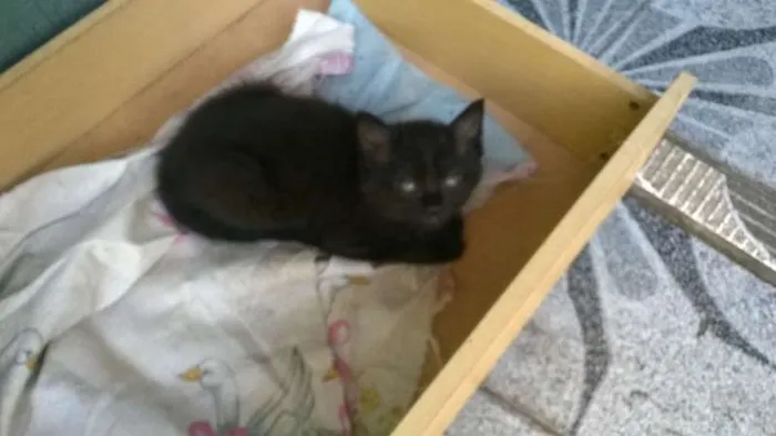 Gato ra a Vira Latas idade Abaixo de 2 meses nome Filhotes