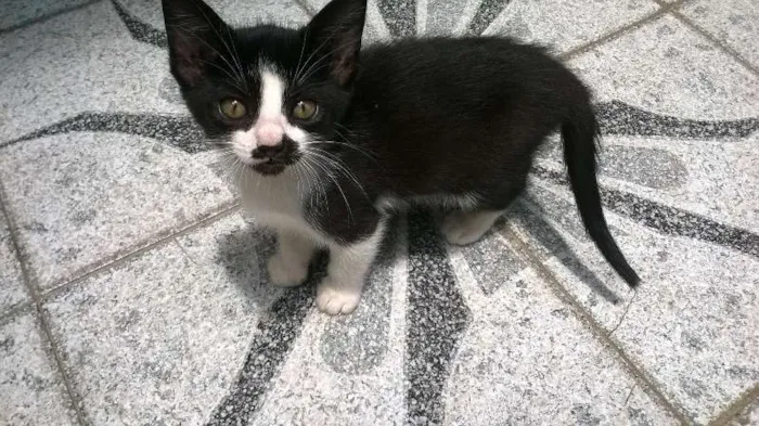 Gato ra a Vira Latas idade Abaixo de 2 meses nome Filhotes