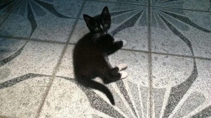 Gato ra a Vira Latas idade Abaixo de 2 meses nome Filhotes