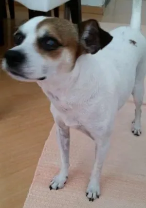 Cachorro raça fox paulistinha idade 2 anos nome teo