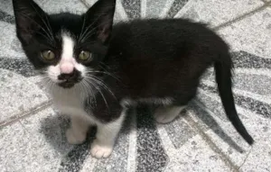 Gato raça Vira Latas idade Abaixo de 2 meses nome Filhotes
