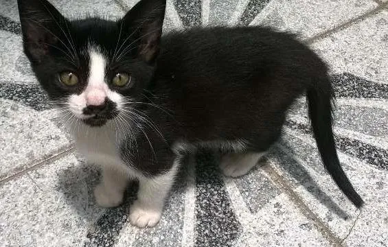 Gato ra a Vira Latas idade Abaixo de 2 meses nome Filhotes